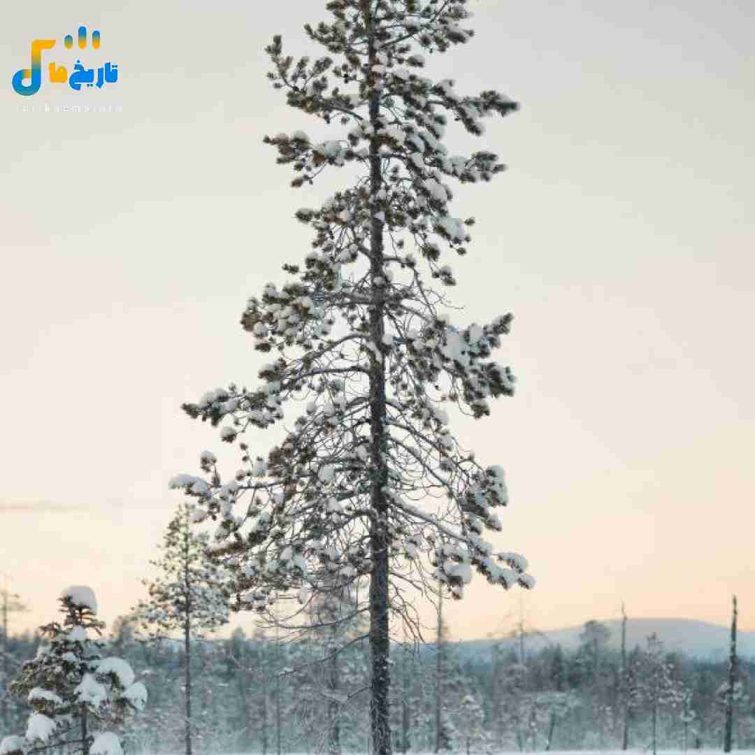  یه مخ زدم فرشته ترو تازه برشته