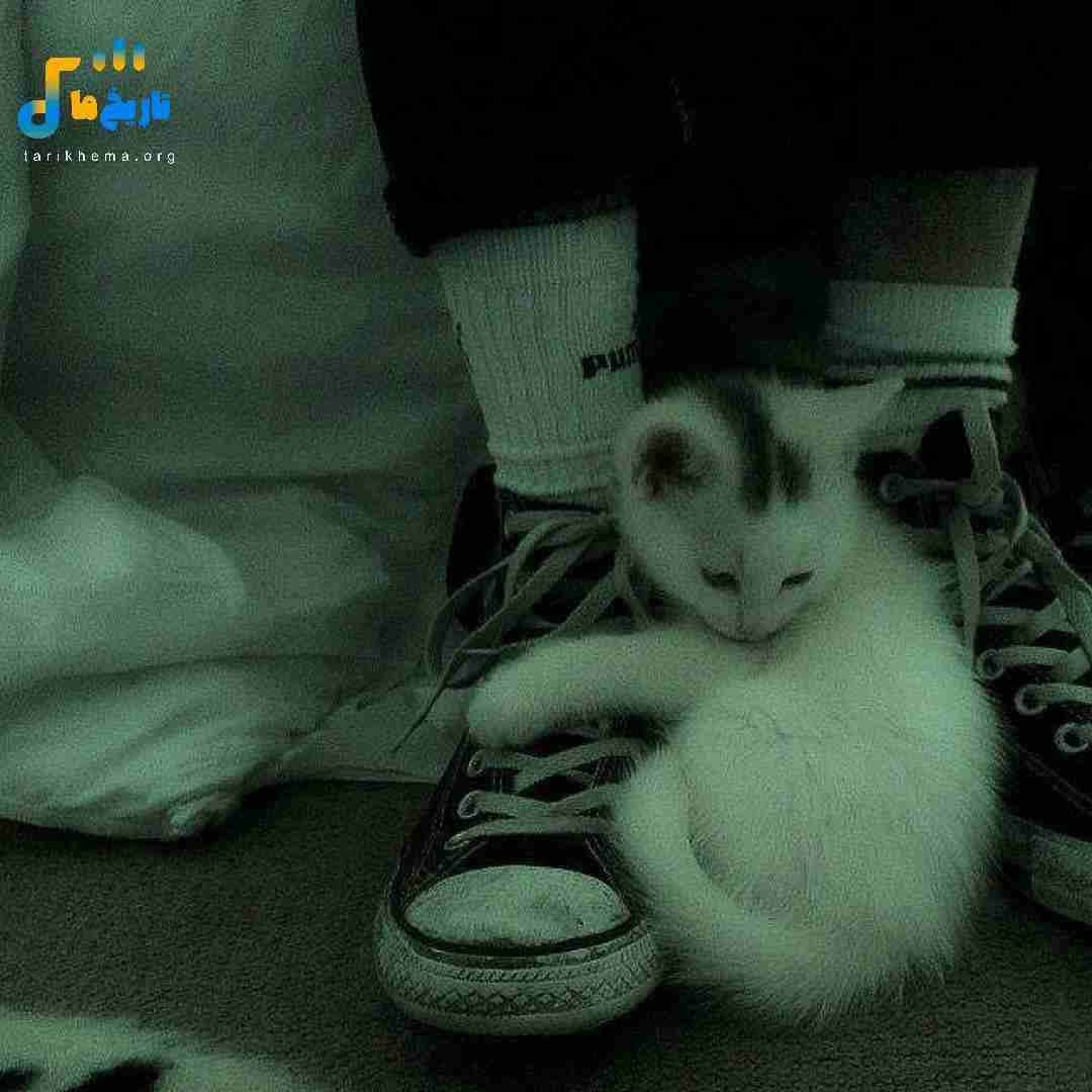 جذابی مثل گل ولی خار داری دلمو شکوندی باید