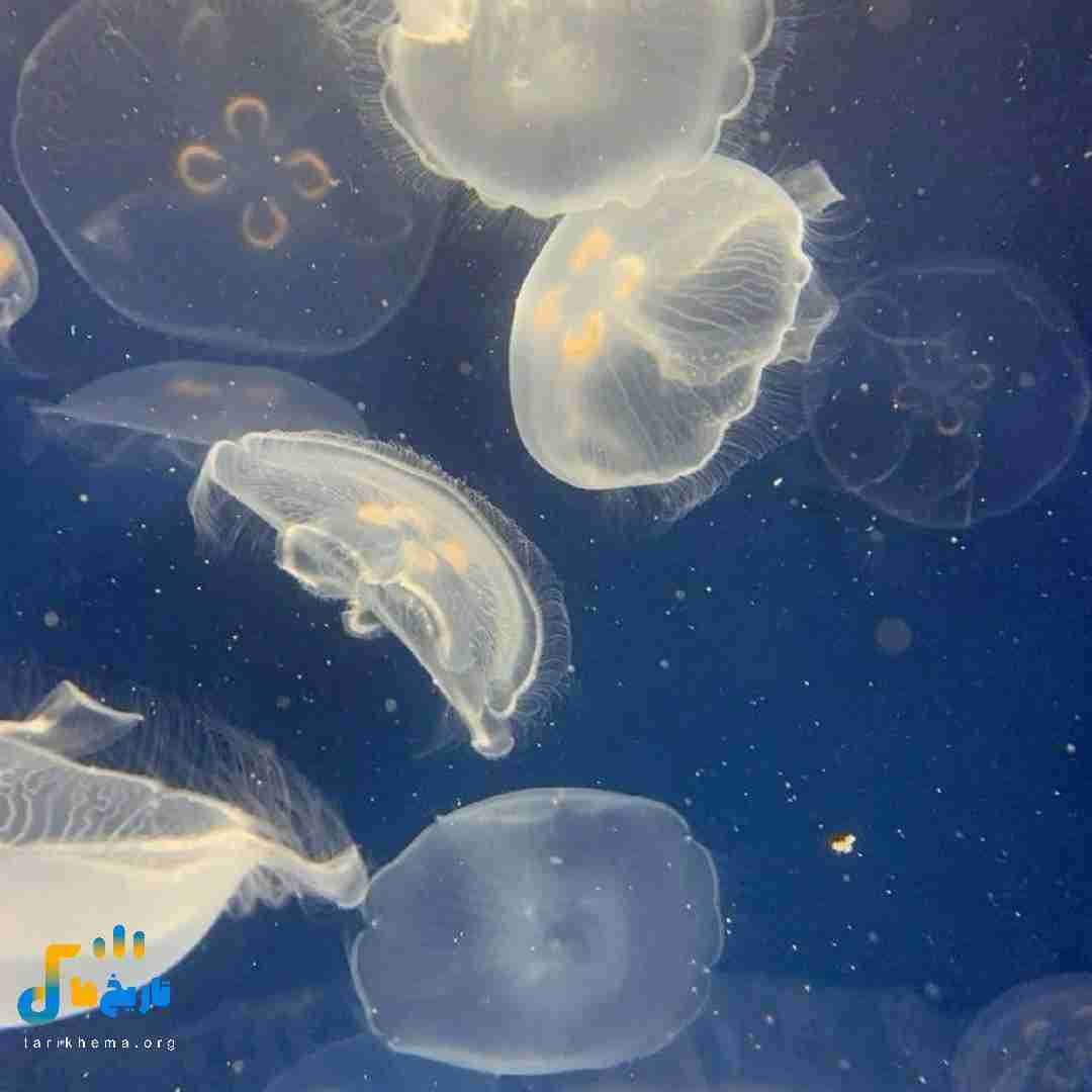 داستان رپ جدی شده هیچ قدیسی نمیتونه هندیش کنه