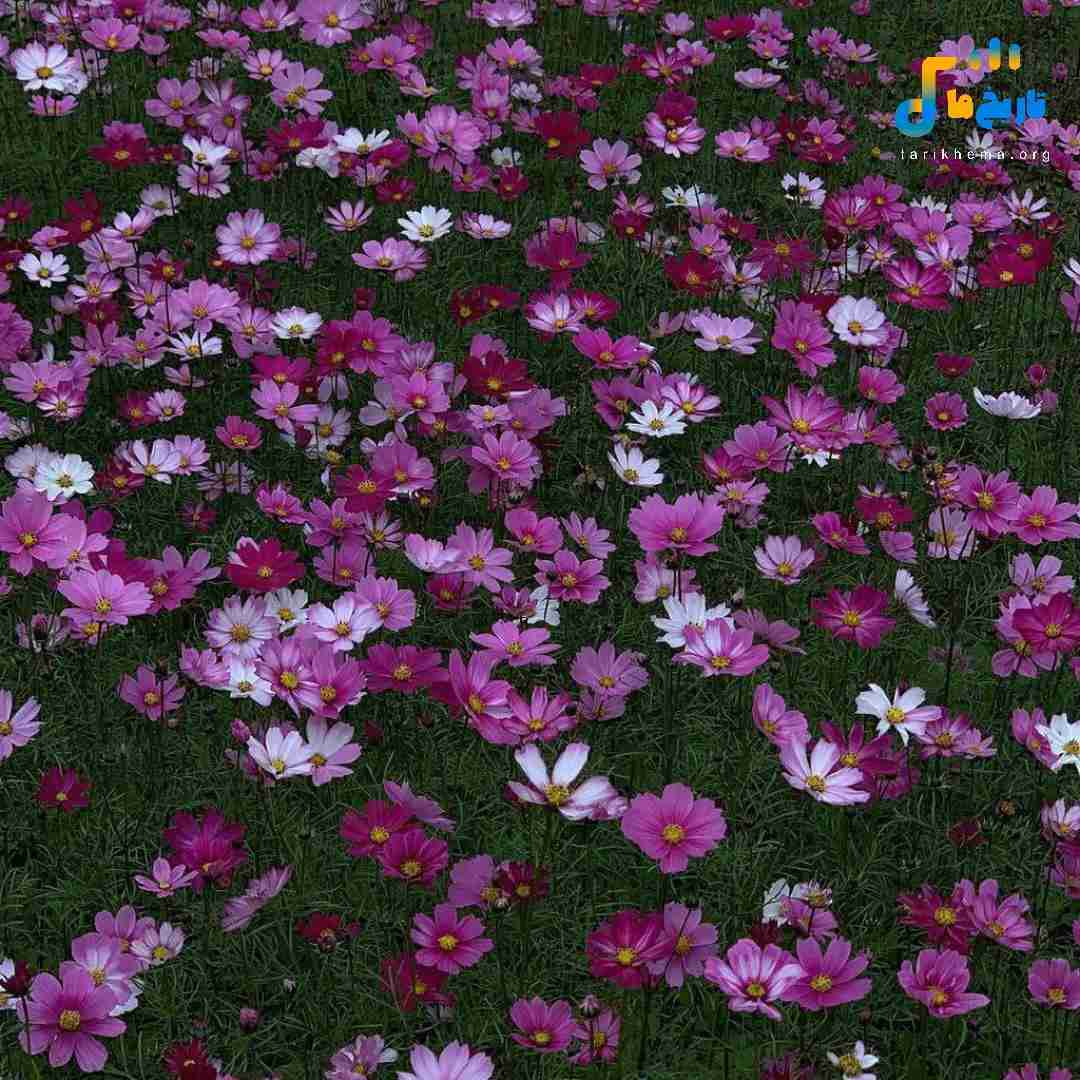 یه چشمم اشکه یه چشمم عقده اس