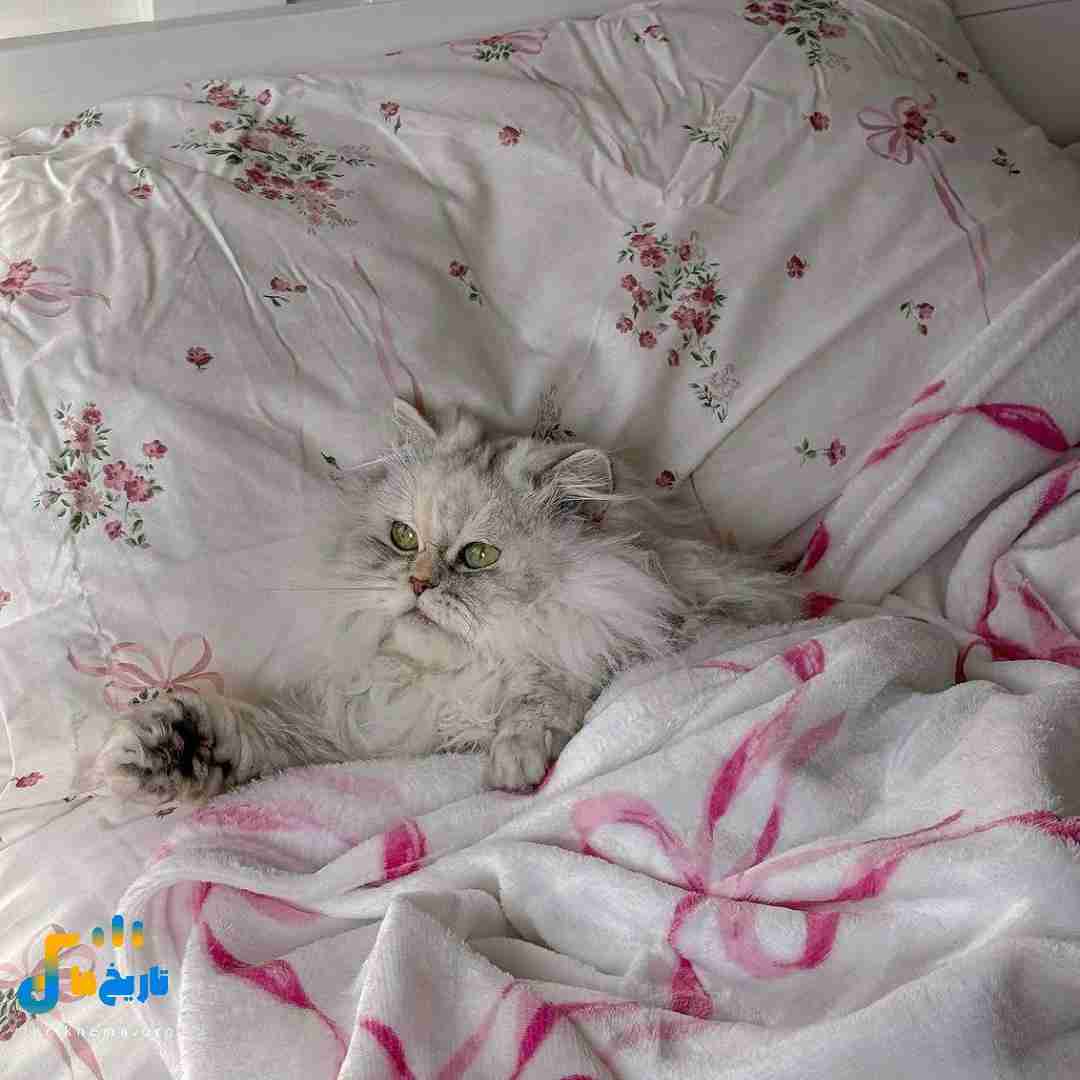 اگه یه جا دوست نداشتم حتما نبوده حواسم