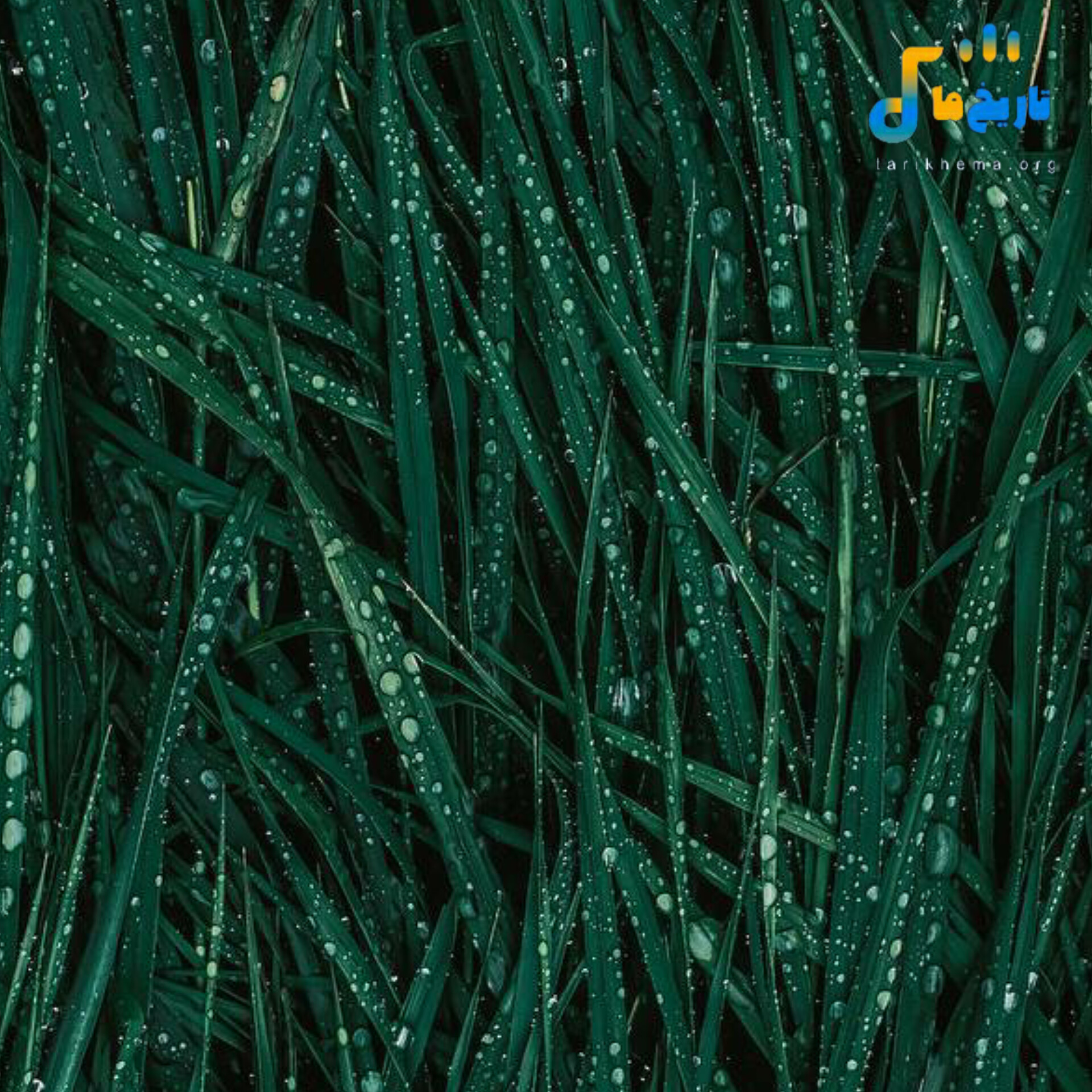 دمت آکالین و سفو یرینده دور
