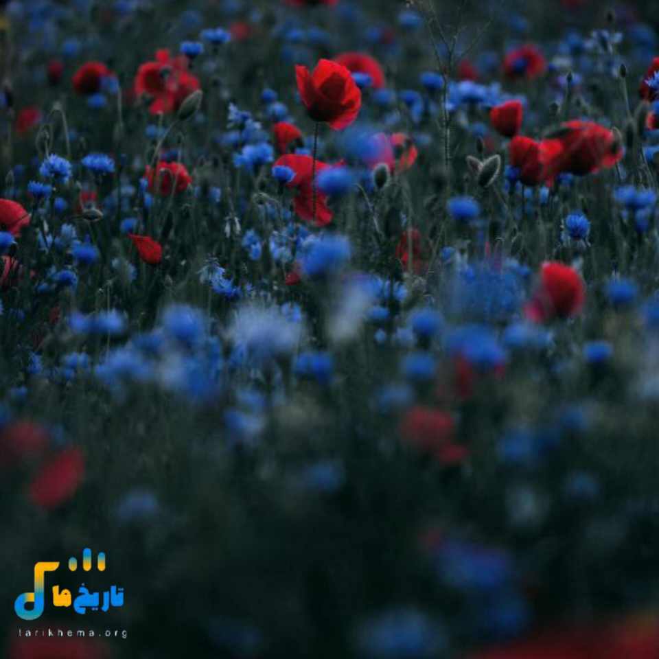  فرق داری با همه نبض قلب من مثل تو نمیبینم