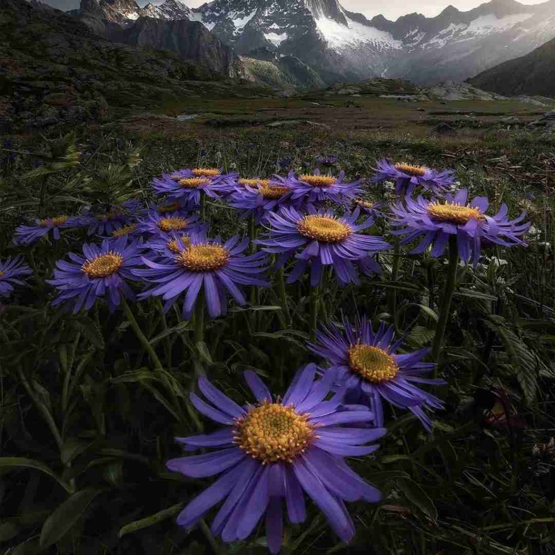 دانلود آهنگ میگیرم روباسا کینگم موفاسا ۰۵۱ غول آسا