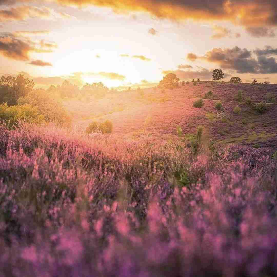 دانلود آهنگ هیجوره تو نمیری حتی با روغن کرچک