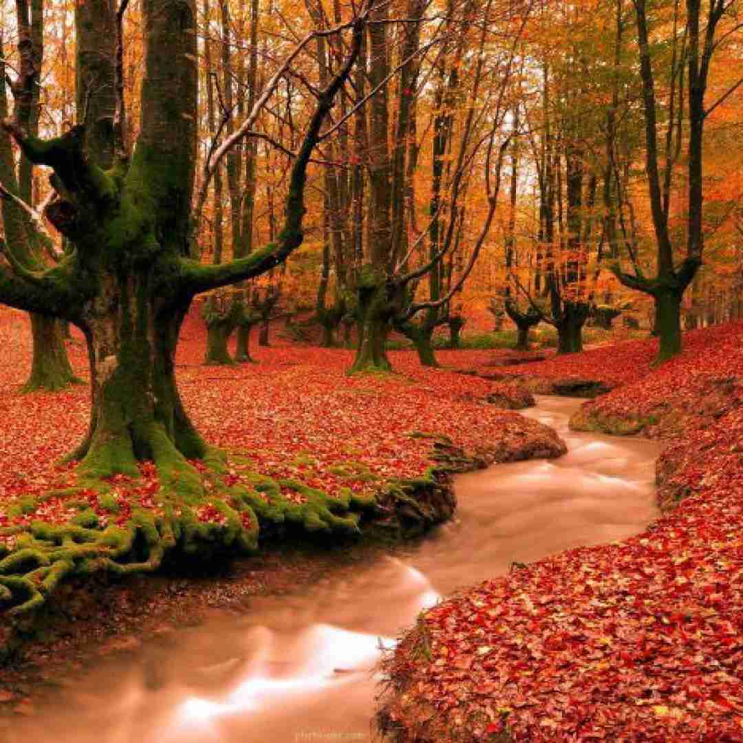 دانلود ریمیکس ساغرم شکانی مسیر و زندگانی _ هوش مصنوعی