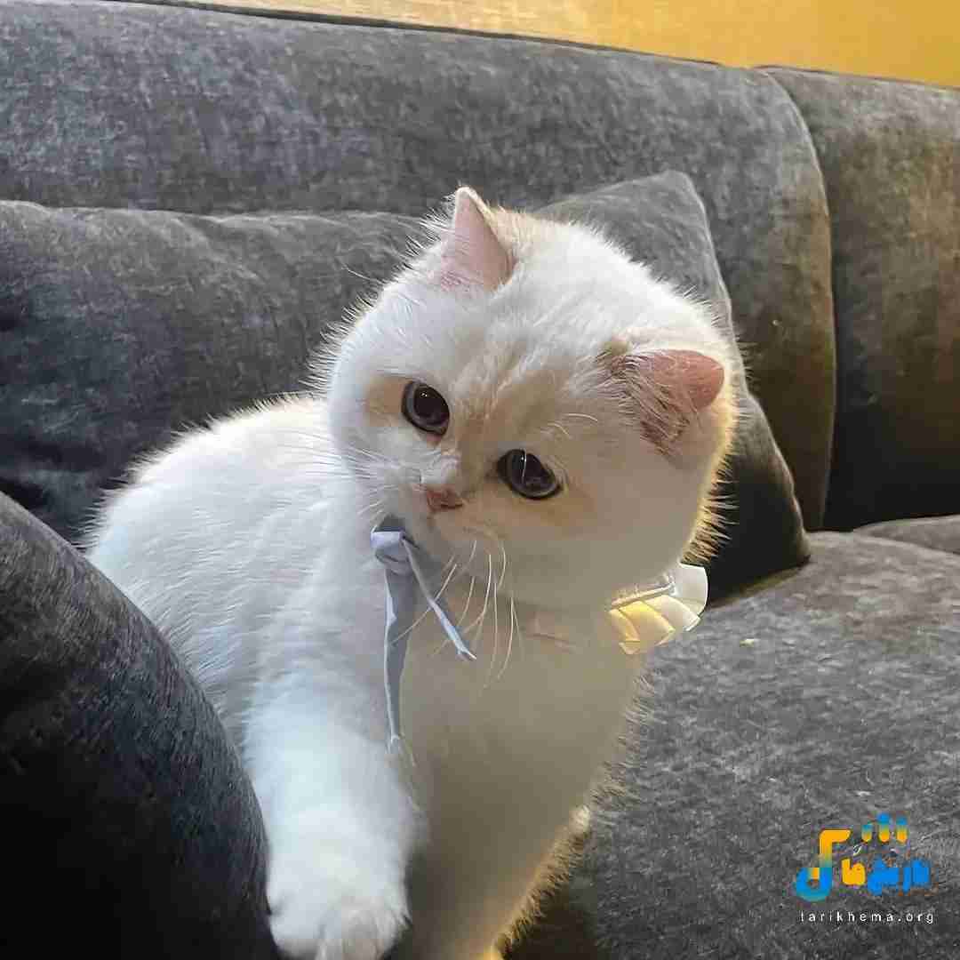 دانلود آهنگ نام جاوید وطن صبح امید وطن با صدای دختر اینستا