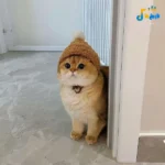 دانلود ریمیکس جدید سنی نردن گوردم _ صدای پسربچه ترند دانلود ریمیکس جدید سنی نردن گوردم _ صدای پسربچه ترند