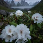 مهدی میگن سینگله ساده نباش این رله