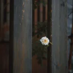 دانلود آهنگ جدید هرشب هرشب نورا