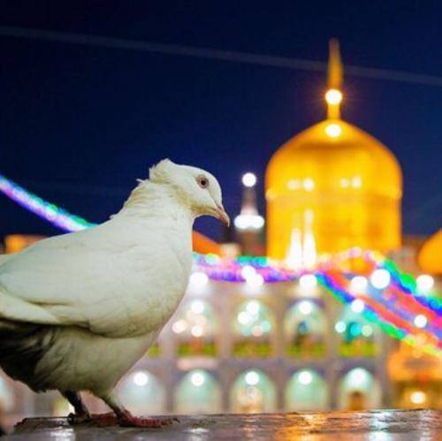 مهدی اکبری هیچکس غمخوارش نبود یک نفر یارش نبود