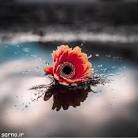 رضافدایی کشتی گیر