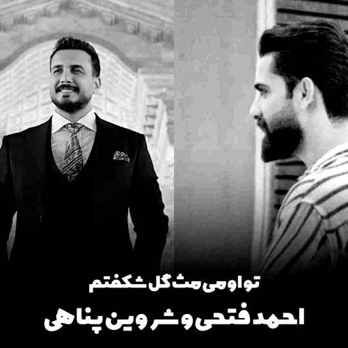 احمد فتحی و شروین پناهی تو اومی مث گل شکفتم