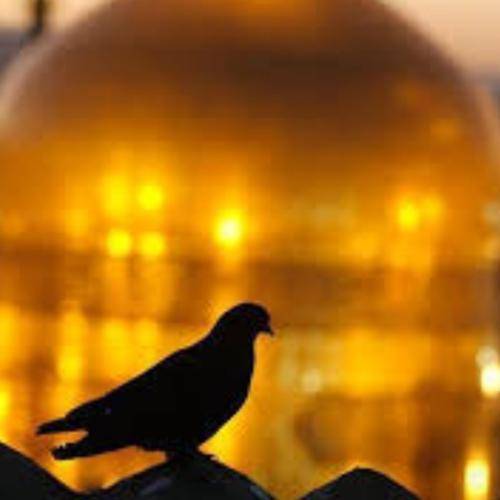 مهرداد ملکی گفتم گناهکارم